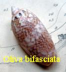 Oliva (Strephona) bifasciata, Kuster in Weinkauff 1878